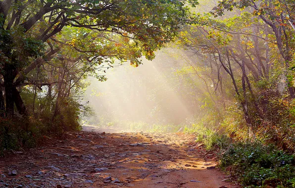 Картинка дорога, лес, природа, туман, фото, лучи света