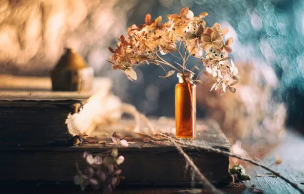 Свет, цветы, веточка, фон, книги, старые, размытие, лепестки
