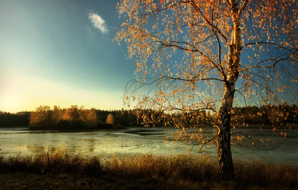 Осень, лес, озеро, берег, листва, береза