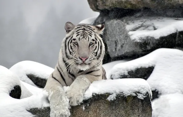 Картинка белый, морда, снег, тигр, камни, хищник, waite tiger