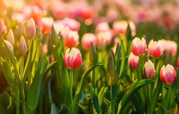 Картинка весна, луг, тюльпаны
