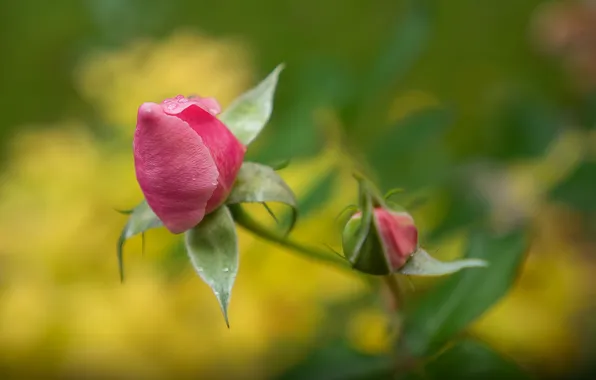 Цветы, фон, розы