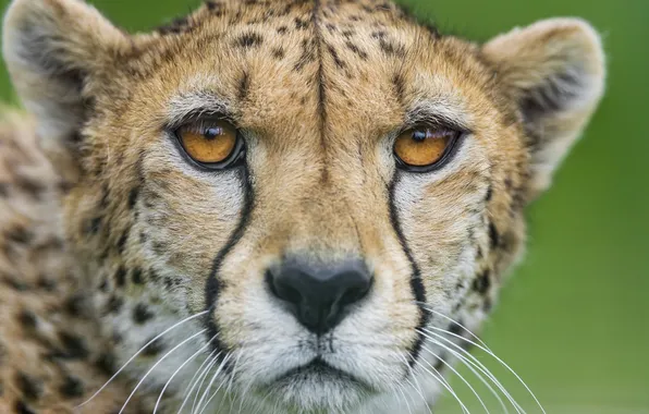 Кошка, морда, портрет, гепард, ©Tambako The Jaguar