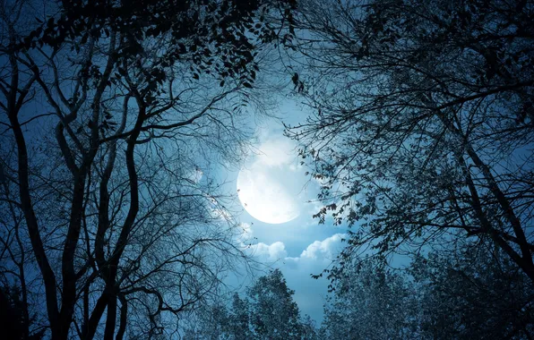 Картинка лес, небо, облака, деревья, ночь, ветки, луна, силуэты