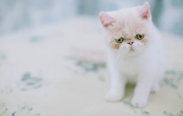 Картинка котёнок, экзот, Экзотическая короткошёрстная кошка