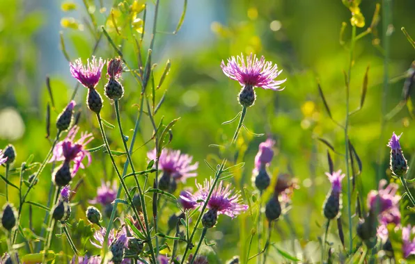 Flower, meadow, blooming