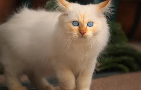 Кошка, белый, взгляд, котенок, фон, плитка, лапы, пушистый