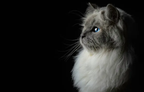 Кошка, кот, взгляд, портрет, профиль, черный фон, голубые глаза, мордашка