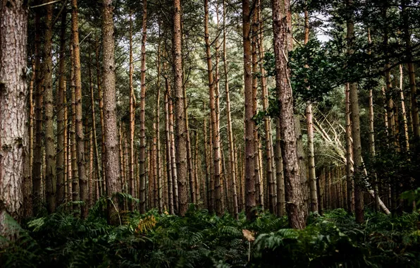 Лес, деревья, природа