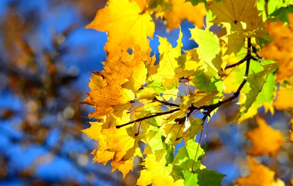 Картинка осень, небо, листья, ветка, клён