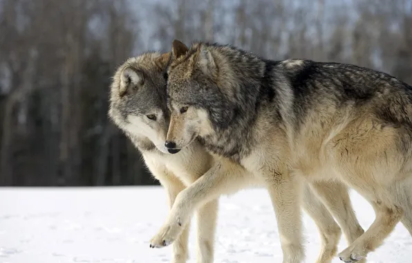 Predator, wolf, portrait, portrait., Canis lupus. face