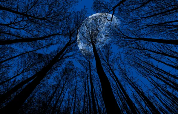 Лес, ночь, природа, луна
