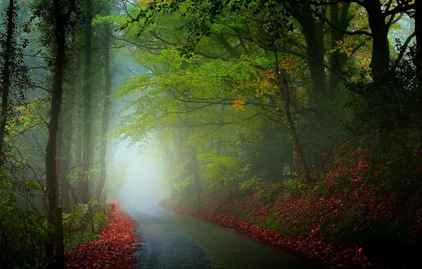 Картинка дорога, листья, деревья, туман, фото