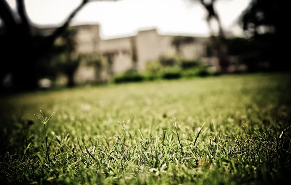 Картинка зелень, трава, макро, газон, фокус, grass, площадка, macro