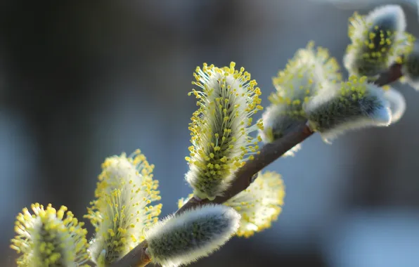 Spring, twig, base kitten