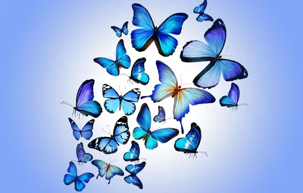 Бабочки картинки красивые на телефон - 67 фото