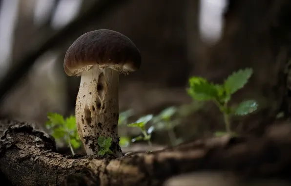 Картинка лес, природа, гриб
