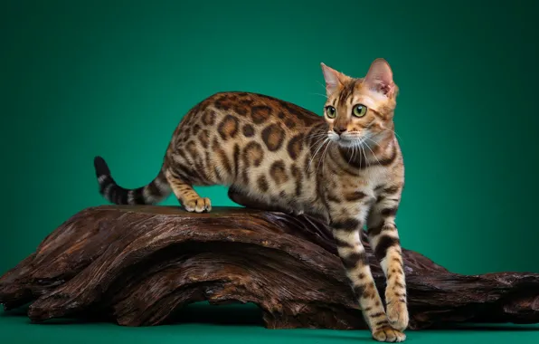 Кошка, кот, взгляд, поза, дерево, грация, коряга, мордашка