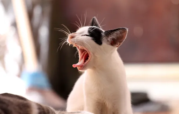 Картинка кошка, боке, клыки, пасть, зевает, кот, язык