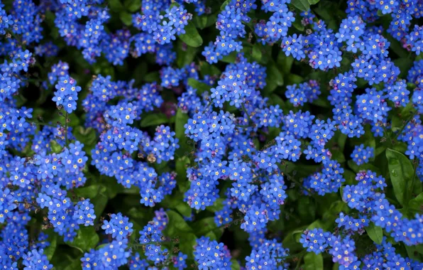 Картинка Цветы, Beautiful, Blue, Flowers, Синие, Красивые, Field, Полевые