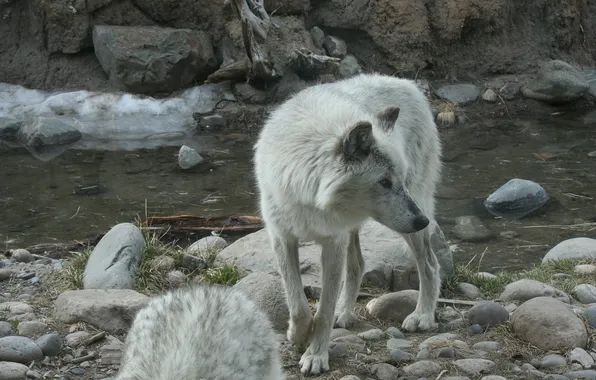 Fantasy, nature, art, snow, predator, face, animal, wolf