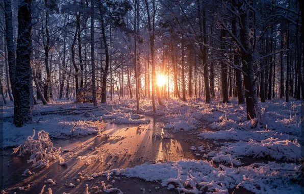 Картинка зима, лес, вода, солнце, снег, деревья, закат, Швеция