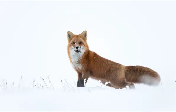 Картинка fox, animals, snow