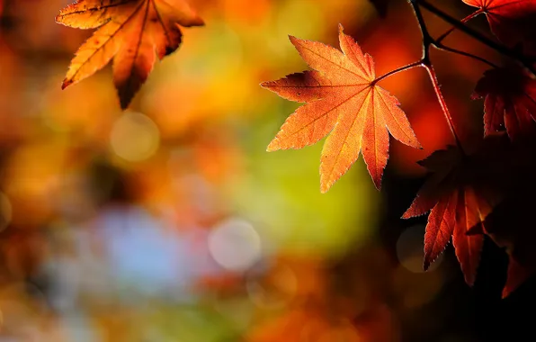 Осень, природа, лист, leaf, japanese, maple