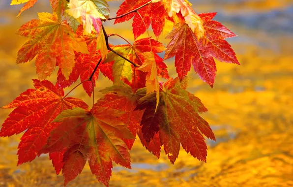 Картинка осень, листья, природа, ветка, клен
