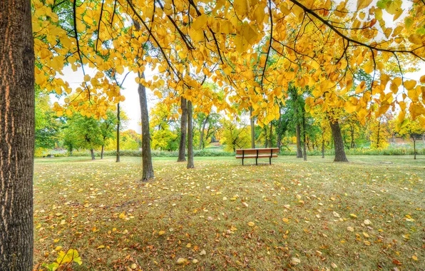 Картинка осень, деревья, парк, скамья