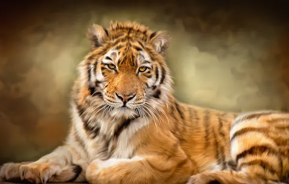 Картинка тигр, текстура, дикая кошка