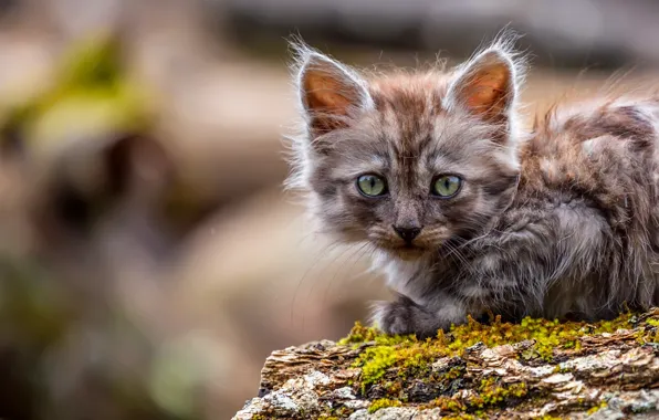 Cat, look, feline