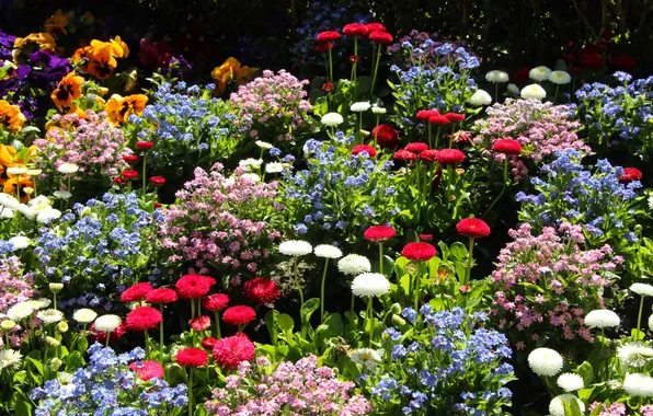 Garden, color, blooming