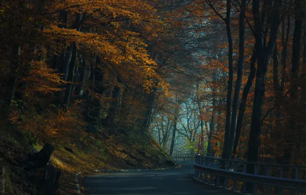 Дорога, осень, лес