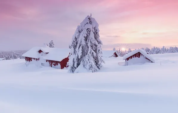 Зима, солнце, дома, ель, Снег, норвегия