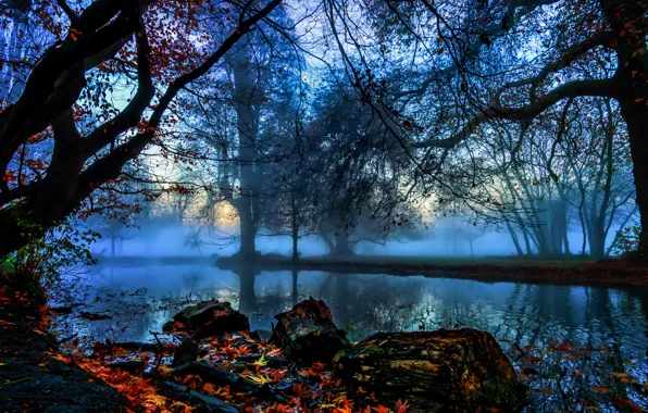 Картинка осень, листья, деревья, ветки, туман, камни, Англия, Лондон