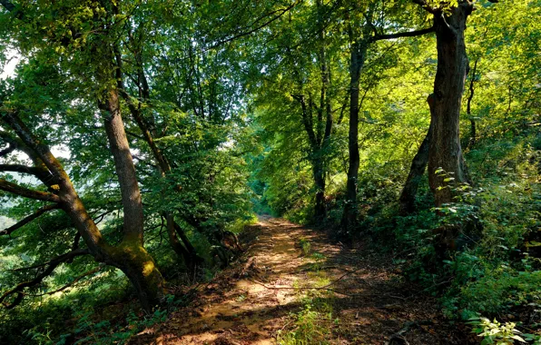 Картинка дорога, деревья, road, кусты, trees, bushes, Армения, armenia