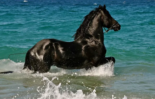 Вода, брызги, конь, лошадь, купание, вороной