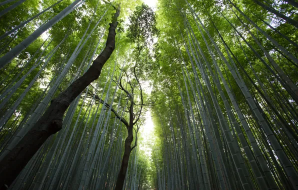 Картинка лес, стволы, вершины, бамбук, просвет, бамбуковый