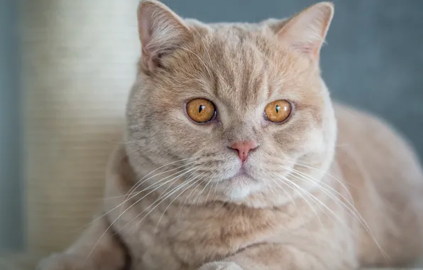 Картинка кот, взгляд, мордочка, красавец, Британская короткошёрстная кошка