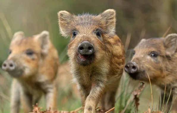 Лето, природа, кабан