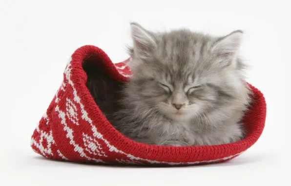 Картинка котенок, шапка, Кот, спит