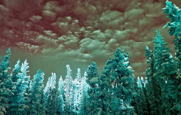 Картинка sky, clouds, infrared, cyan, spruce