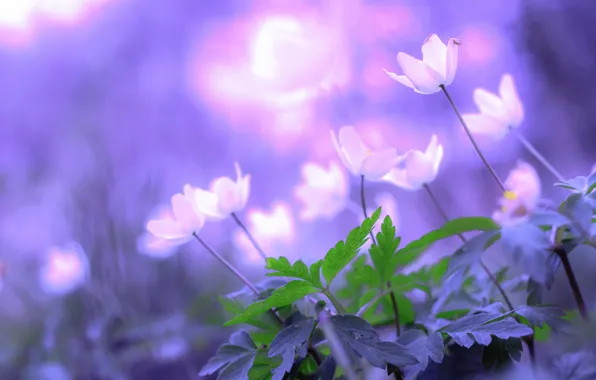 Цветы, природа, весна