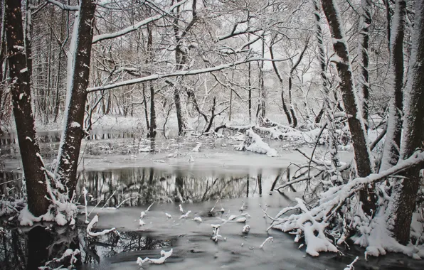 Forest, river, winter, belarus