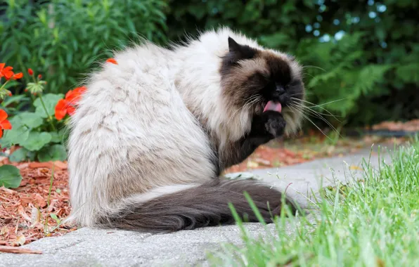 Язык, кошка, шерсть, двор