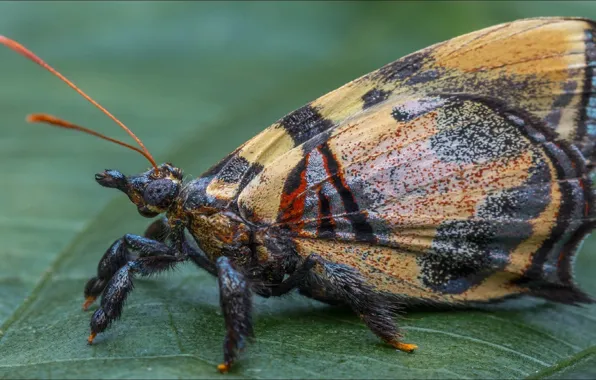 Макро, бабочка, насекомое, macro, insect, batterfly
