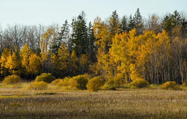 Картинка Nature, autumn, fall