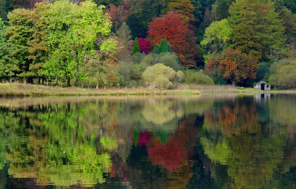 Картинка осень, лес, деревья, природа, озеро, Англия, Великобритания, England
