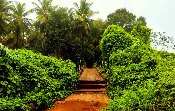 Bridge, Water, Rain, Sunrise, Dawn, Morning, Trees, Plants